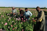 افزایش کشت خشخاش در ولایت‌های قندهار و هلمند ـ مجله‌ی اورال